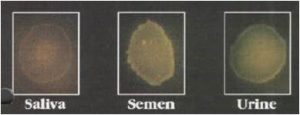 Use of Alternate Light Source in Crime Scene Investigation - Legal ...