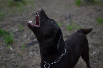 angry dog ​​with white fangs barks and growls. dogs bite