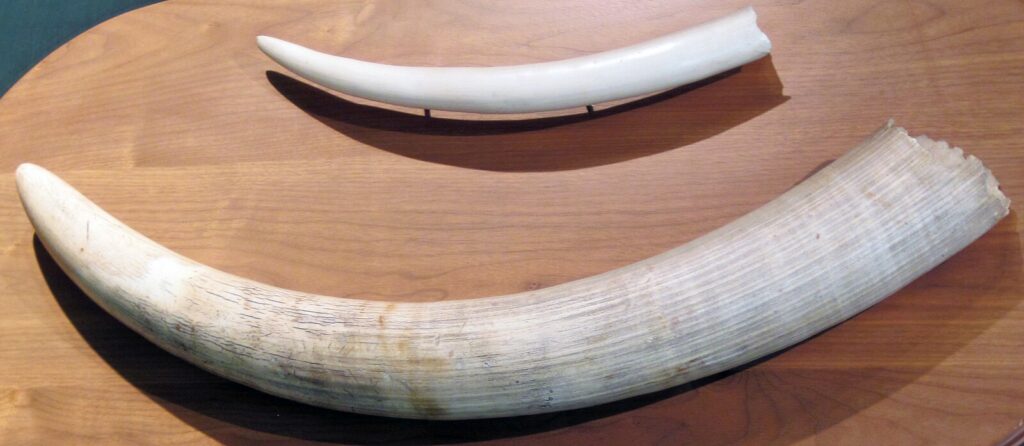 Elephant Tusks