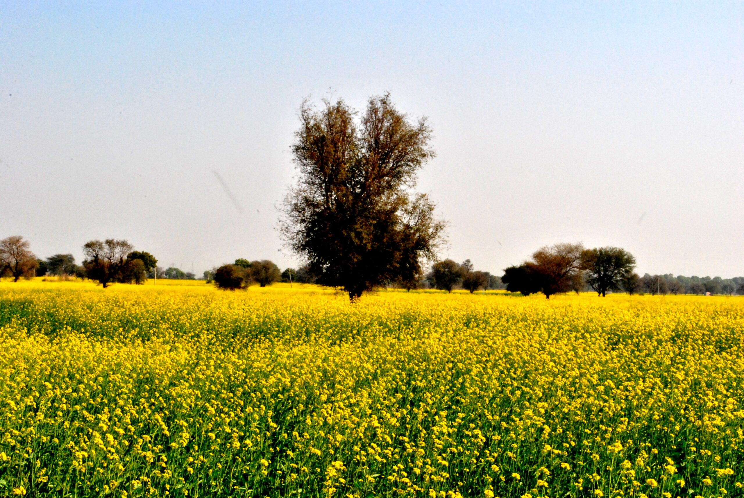 IPS Suicide Scandal in Haryana: Conflicting Dates, Forensic Probe, and Bribery Allegations Shake Police Establishment