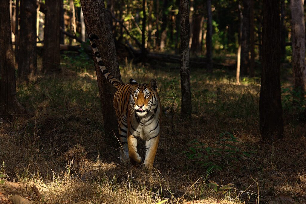 Pench Tiger Reserve