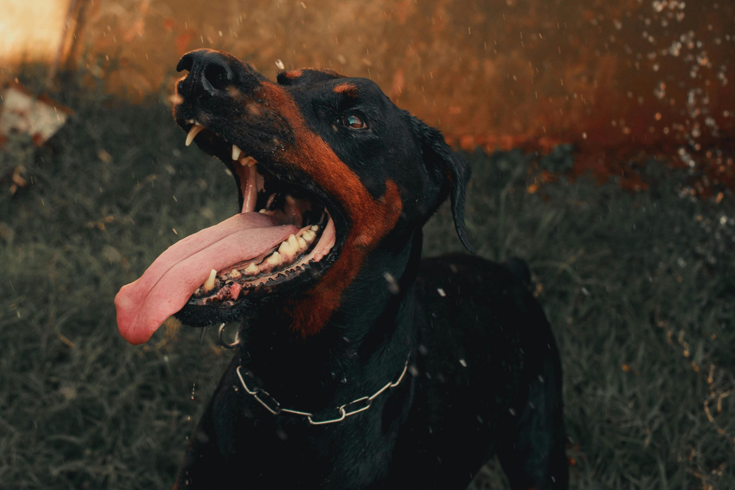 dog attack