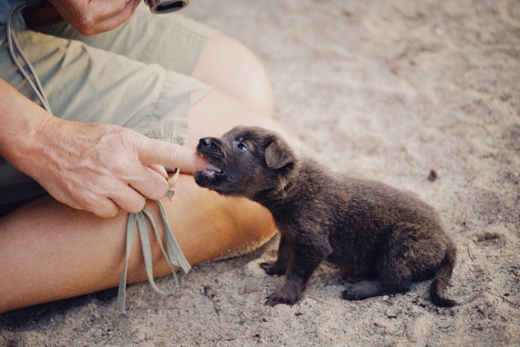 dog bites